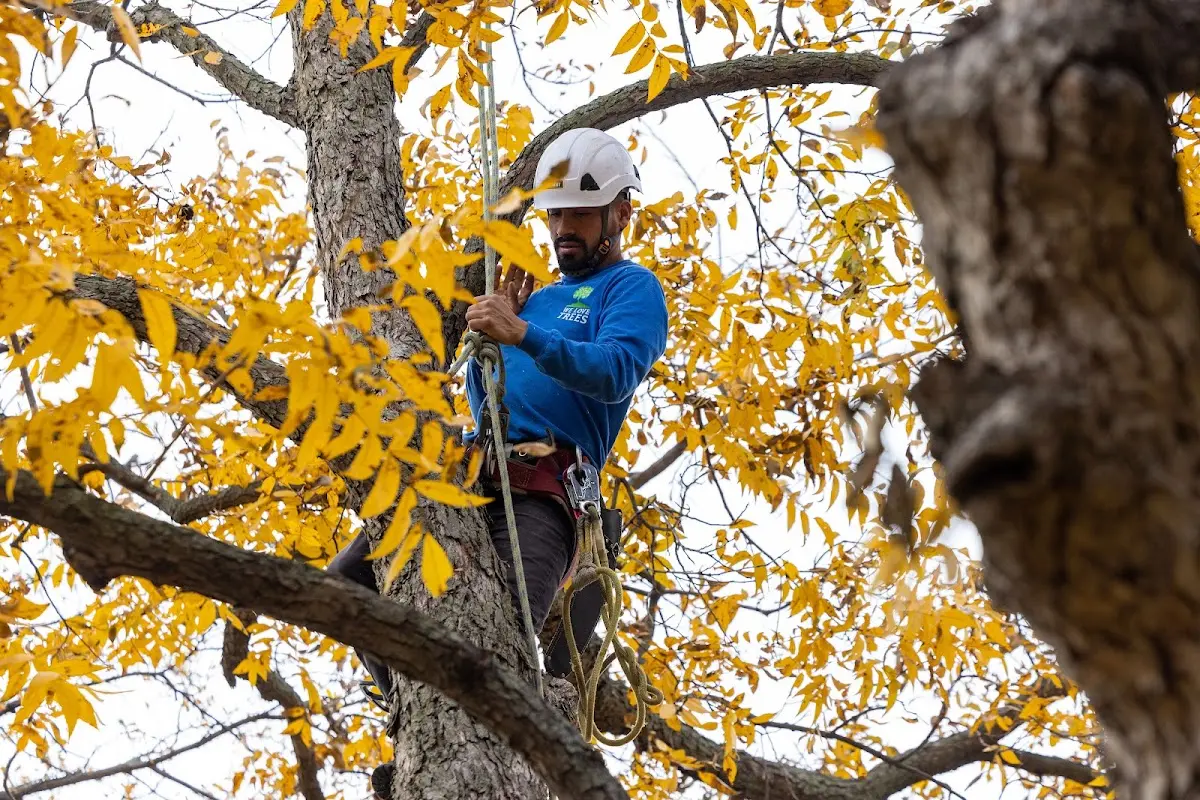 Skilled Tree Planing crew working in Falls Village